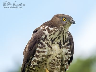 Pecchiaiolo (Pernis apivorus)