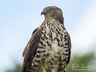Pecchiaiolo (Pernis apivorus)