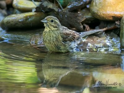 Zigolo nero (Emberiza cirlus)