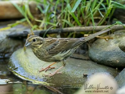 Zigolo nero (Emberiza cirlus)