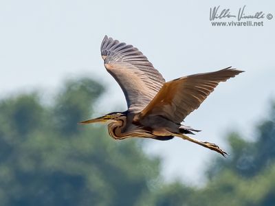 Airrone rosso (Ardea purpurea)
