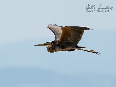 Airrone rosso (Ardea purpurea)