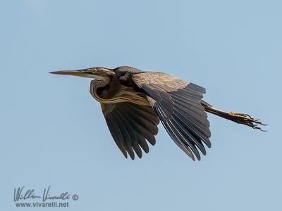 Airrone rosso (Ardea purpurea)