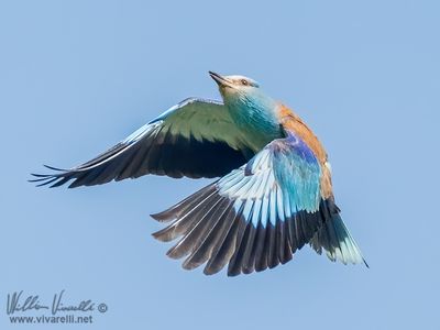 Ghiandaia marina (Coracias garrulus)