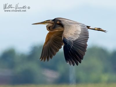 Airrone rosso (Ardea purpurea)