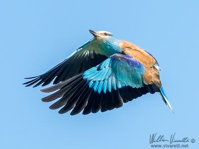Ghiandaia marina (Coracias garrulus)