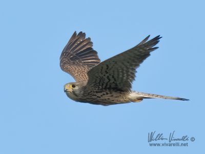 Gheppio (Falco tinnunculus)