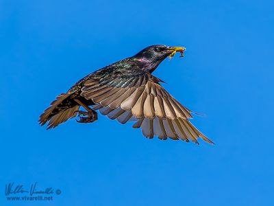 Storno (Sturnus vulgaris)
