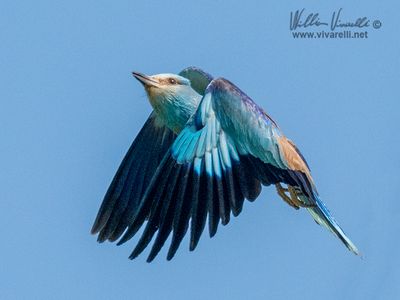 Ghiandaia marina (Coracias garrulus)