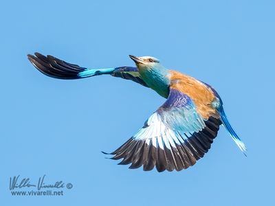 Ghiandaia marina (Coracias garrulus)