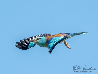Ghiandaia marina (Coracias garrulus)