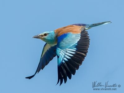 Ghiandaia marina (Coracias garrulus)
