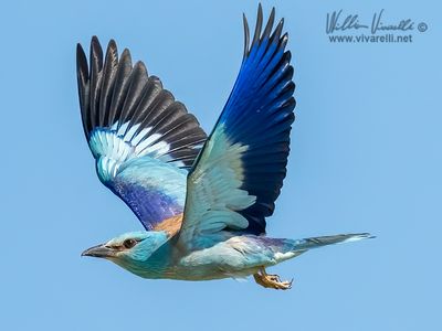 Ghiandaia marina (Coracias garrulus)
