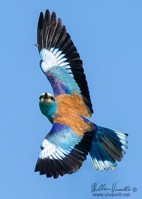 Ghiandaia marina (Coracias garrulus)
