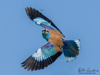 Ghiandaia marina (Coracias garrulus)