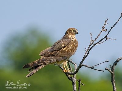 Albanella minore (Circus pygargus)