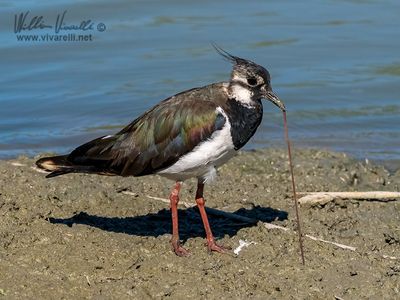 Pavoncella (Vanellus vanellus)