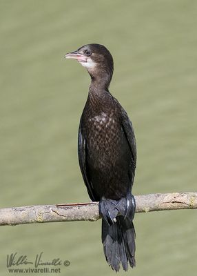 Marangone minore (Microcarbo pygmeus)