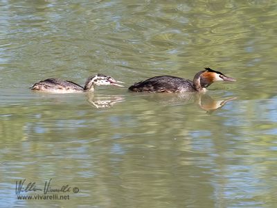 Svasso maggiore (Podiceps cristatus)