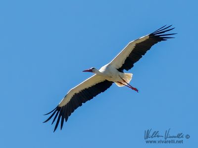 Cicogna (Ciconia ciconia)