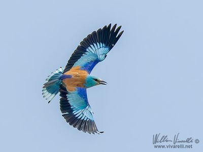 Ghiandaia marina (Coracias garrulus)