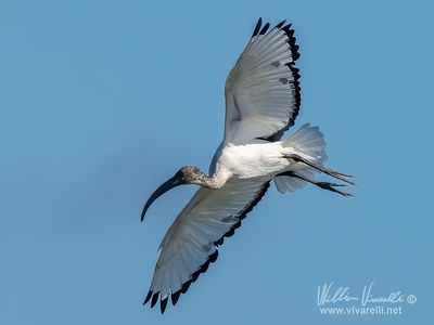 Ibis sacro (Threskiornis aethiopicus)