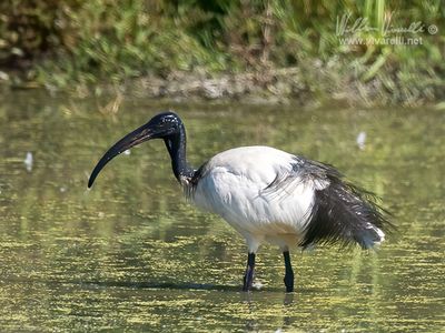 Ibis sacro (Threskiornis aethiopicus)