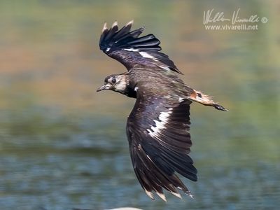 Pavoncella (Vanellus vanellus)