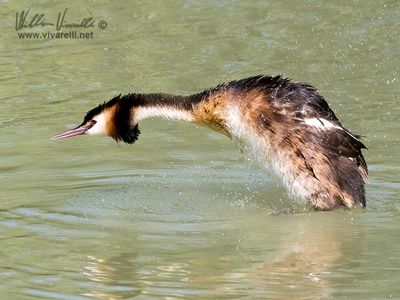 Svasso maggiore (Podiceps cristatus)