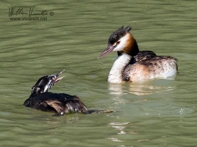 Svasso maggiore (Podiceps cristatus)