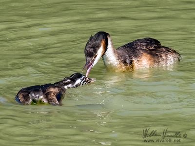 Svasso maggiore (Podiceps cristatus)