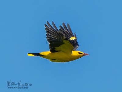 Rigogolo (Oriolus oriolus)