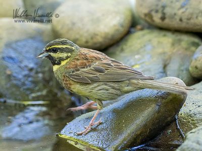 Zigolo nero (Emberiza cirlus)