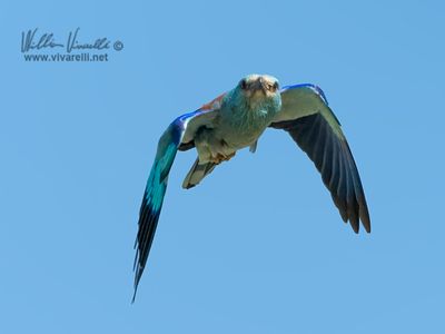 Ghiandaia marina (Coracias garrulus)
