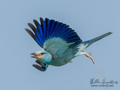 Ghiandaia marina (Coracias garrulus)