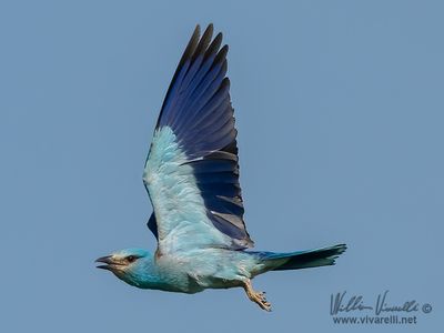 Ghiandaia marina (Coracias garrulus)