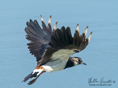 Pavoncella (Vanellus vanellus)
