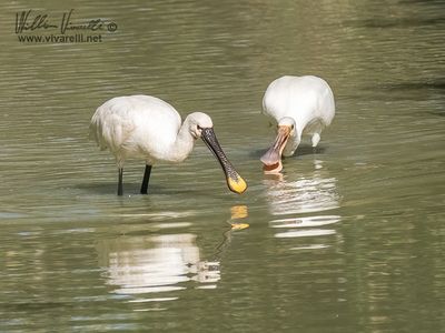 Spatola (Platalea leucorodia)