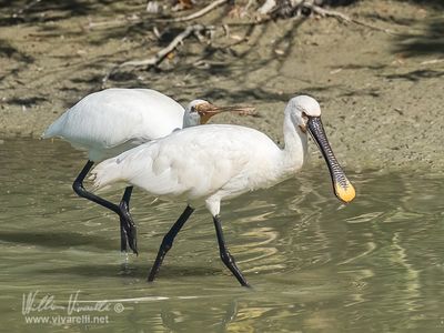 Spatola (Platalea leucorodia)