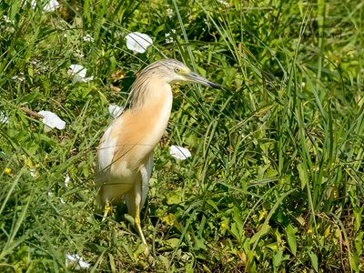 Sgarza ciuffetto (Ardeola ralloides)