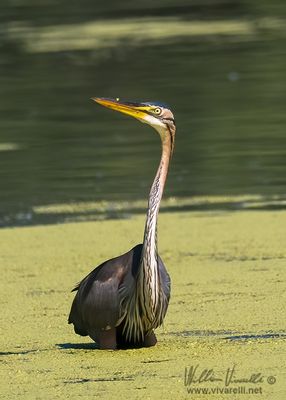Airrone rosso (Ardea purpurea)