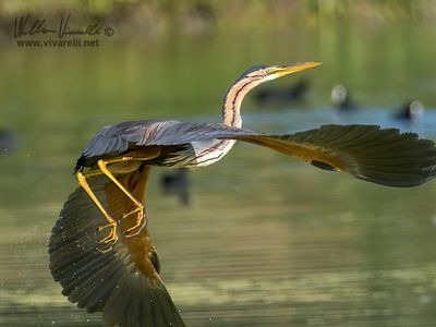 Airrone rosso (Ardea purpurea)