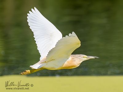 Sgarza ciuffetto (Ardeola ralloides)