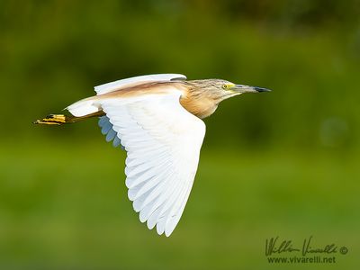 Sgarza ciuffetto (Ardeola ralloides)