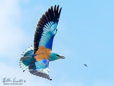 Ghiandaia marina (Coracias garrulus)