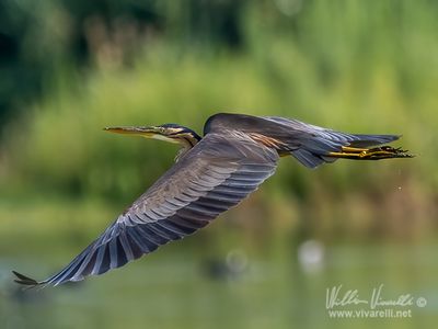Airrone rosso (Ardea purpurea)