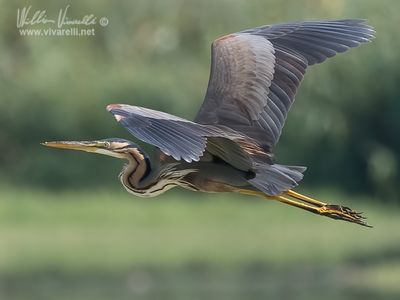 Airrone rosso (Ardea purpurea)