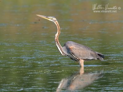 Airrone rosso (Ardea purpurea)
