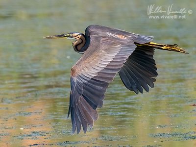Airrone rosso (Ardea purpurea)