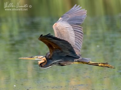 Airrone rosso (Ardea purpurea)